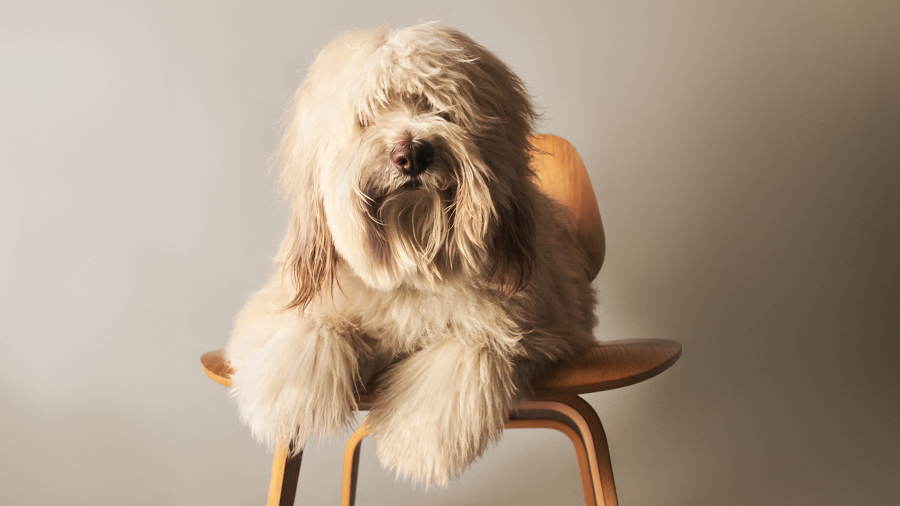 Shaggy dog sitting on chair