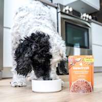 Dog eating Now Fresh Chicken & Rice Dinner wet dog food