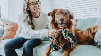 Nova Scotia Duck Tolling Retriever and pet parent on couch with dog toy