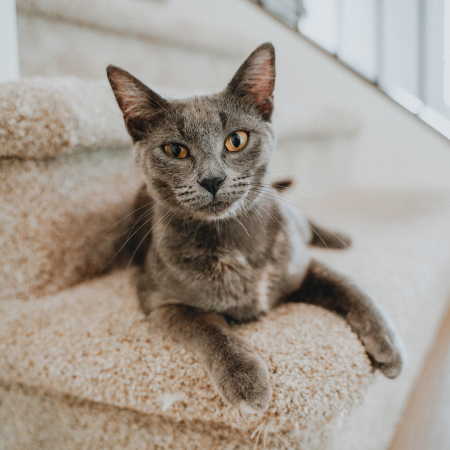 Grey cat on stairs