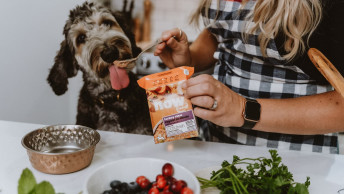 Owner feeding dog NOW FRESH wet food at kitchen counter