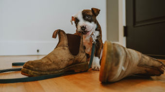 Puppy chewing a pair of Blundstone shoes