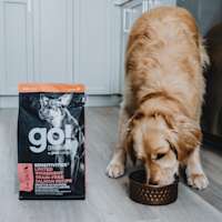 Golden Retriever dog eating Go! Solutions Sensitivities Salmon kibble from bowl