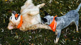 Two dogs wearing Petcurean bandanas rolling in grass