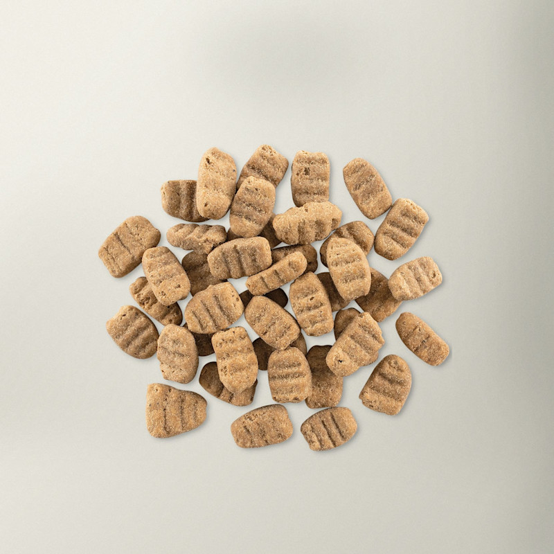 Now Fresh large breed dog food kibble