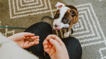 Puppy looking up at owner with kibble in hands