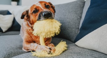 Small brown dog chewing on yellow dog toy on couch