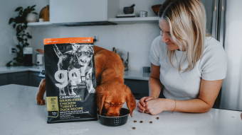 Puppy eating Go! Solutions kibble