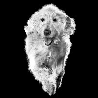 Doodle dog jumping