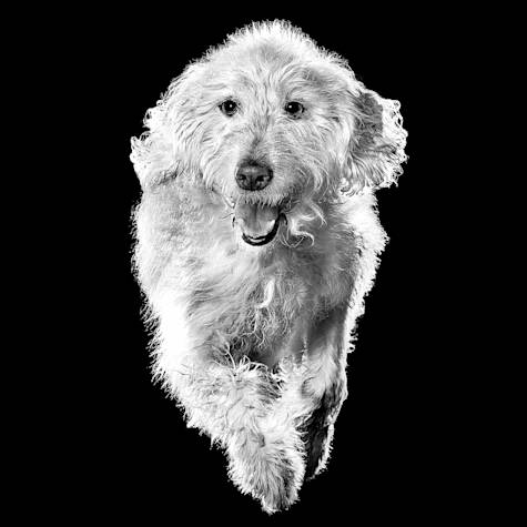 Doodle dog jumping