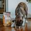 Boxer dog eating Now Fresh kibble from bowl