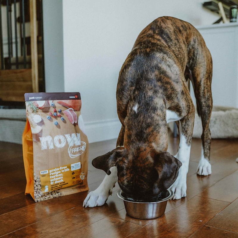 Boxer dog eating Now Fresh kibble from bowl