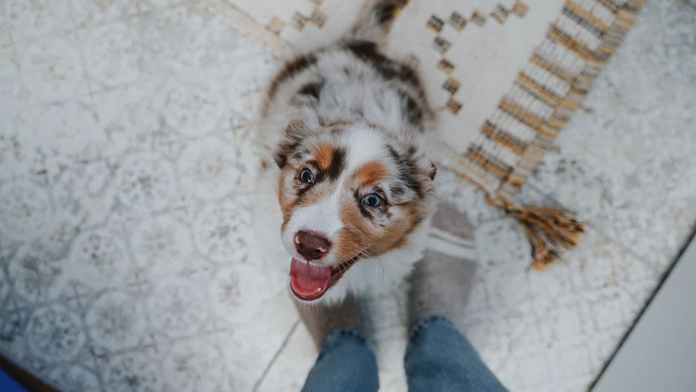 Happy puppy at owner's feet