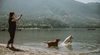 Owner tossing toy into lake for two dogs