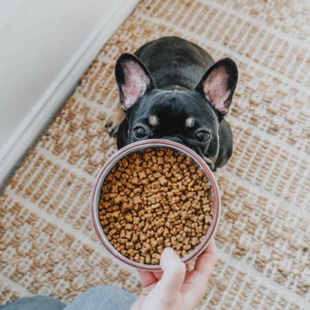 French Bulldog looking up at bowl of kibble