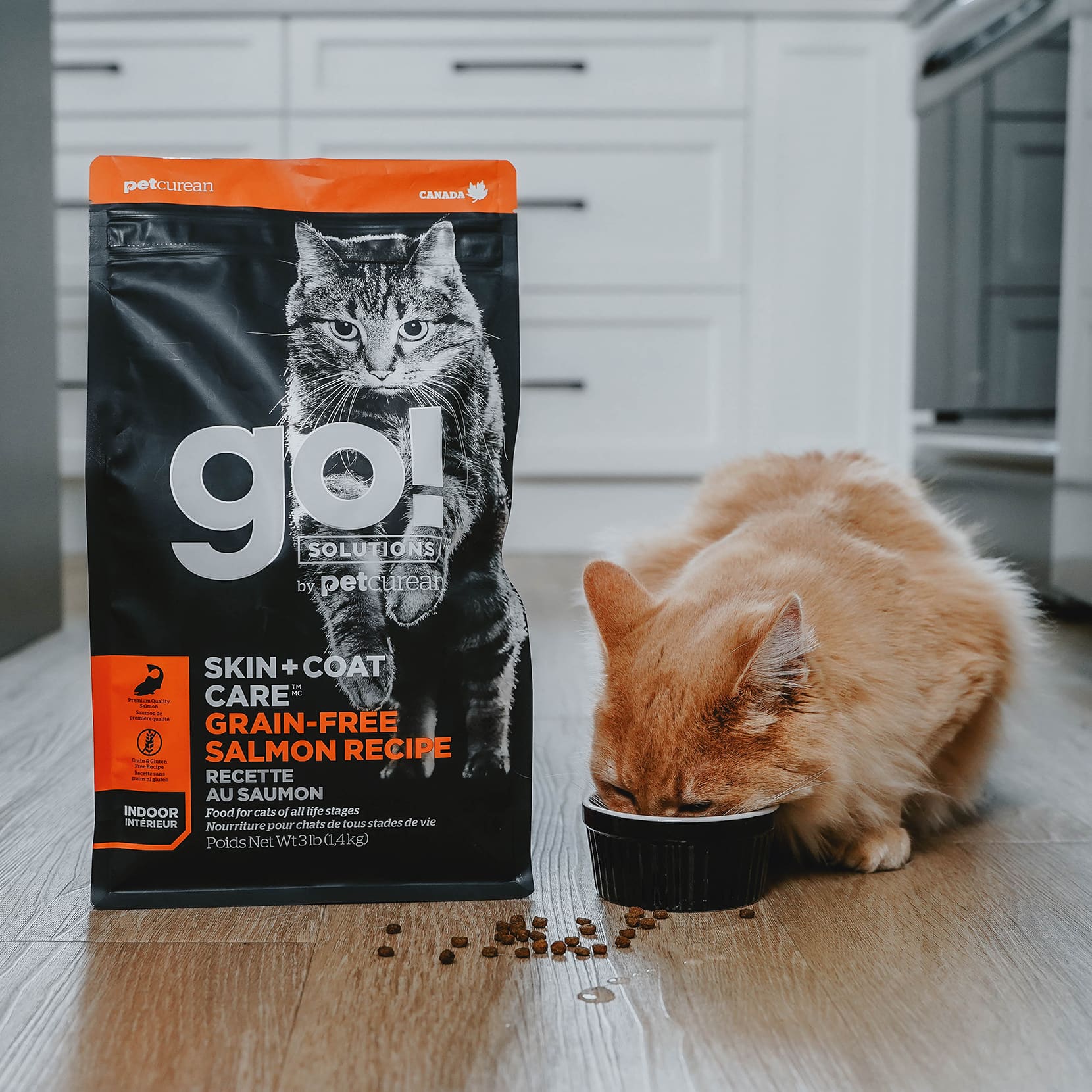 Cat eating Go! Solutions Skin + Coat Care kibble from bowl