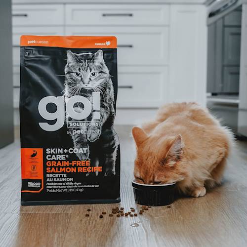 Cat eating Go! Solutions Skin + Coat Care kibble from bowl