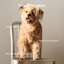 Healthy weight and joint support, supports good digestion, maintains a healthy skin and coat