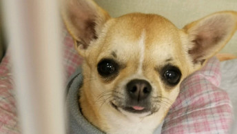 Closeup of Chihuahua