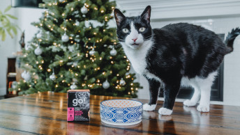 Black and white cat on table beside GO! SOLUTIONS Tetra Pak in front of Christmas tree