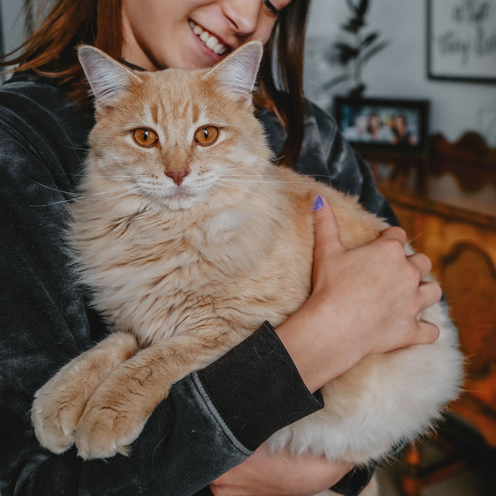 Orange kitten being held by child