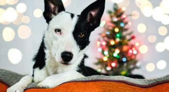 Black and white dog sitting on orange bed in front of Christmas tree