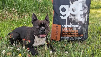 French Bulldog mix beside bag of Go! Solutions kibble