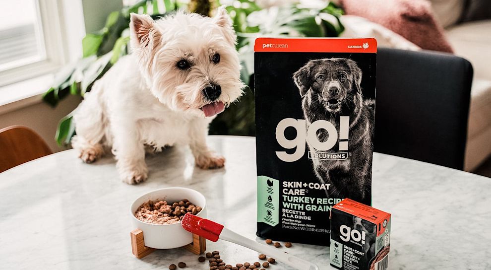 West Highland White Terrier with a bowl of GO! SOLUTIONS SKIN + COAT CARE Turkey Recipe with Grains dry food