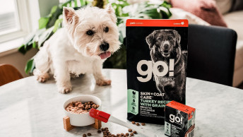 West Highland White Terrier with a bowl of GO! SOLUTIONS SKIN + COAT CARE Turkey Recipe with Grains dry food