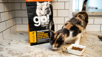 Calico cat eating GO! SOLUTIONS kibble from counter