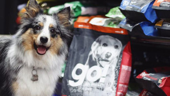 Happy dog at store in pet food aisle beside GO! SOLUTIONS Lamb Recipe kibble bag