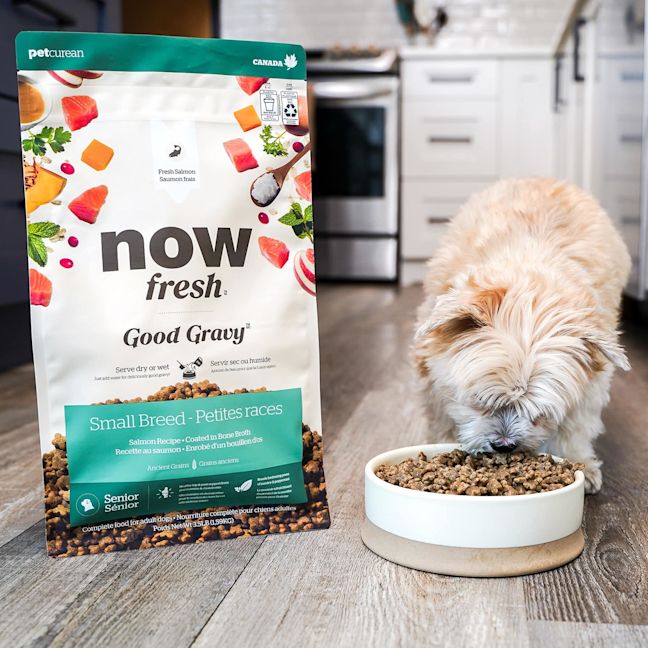 Small breed dog eating Now Fresh Good Gravy kibble