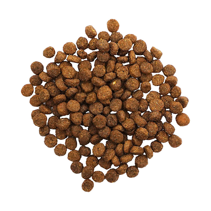 GO! SOLUTIONS DIGESTION + GUT HEALTH Salmon Recipe With Ancient Grains for Cats kibble