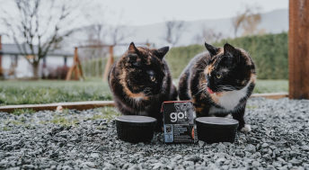 Two black and brown cats eating GO! SENSITIVITIES pollock wet food outside