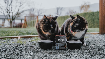 Two black and brown cats eating GO! SENSITIVITIES pollock wet food outside