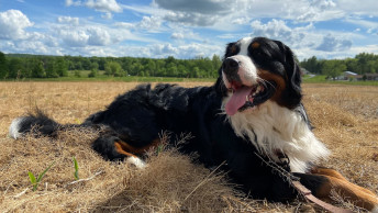 Mack the Bernese Mountain Dog laying on the grass