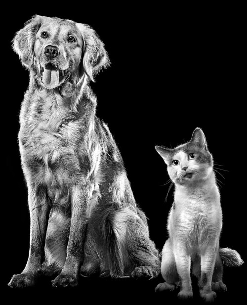 Golden Retriever and cat sitting looking at camera
