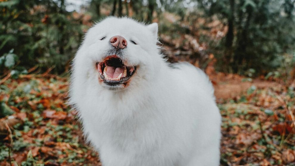 Samoyed dog smiling with mouth open in front of forest