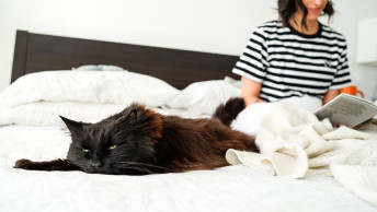 Black cat laying on bed with owner