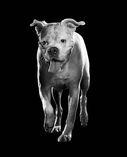 Black and white American Bulldog