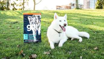 Dog laying on grass next to bag of Go! Solutions