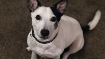 Bo the Jack Russell Terrier