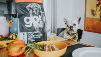 French Bulldog wearing bandana at table with kibble bag and gourds