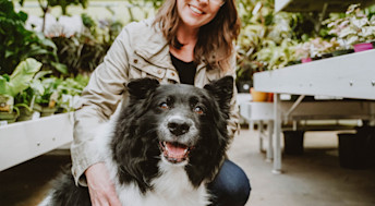 Senior Border Collie dog with owner in greenhouse