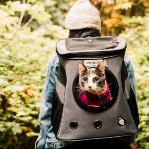 Cat inside a backpack in a trail