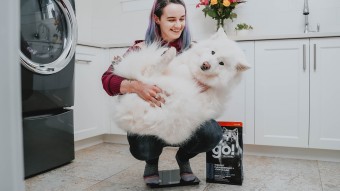 Owner holding Samoyed dog on scale