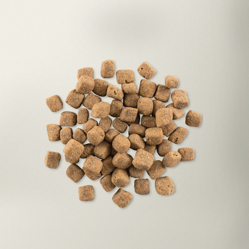 Now Fresh large breed puppy food kibble
