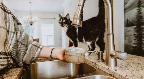 Woman filling water bowl with cat on counter