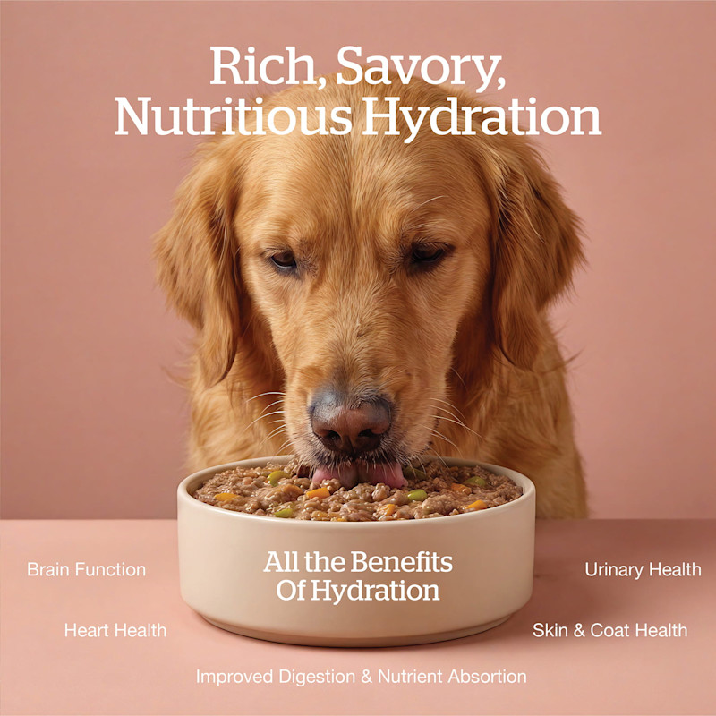 All the benefits of hydration: brain function, heart health, improved digestion and nutrient absorption, skin and coat health, urinary health