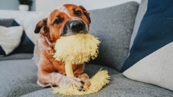 Small brown dog chewing on yellow dog toy on couch